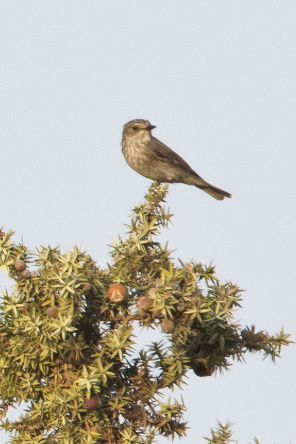 Spotted Flycatcher, Elefonisi, Chania Nomos, Crete, Greece, 2017